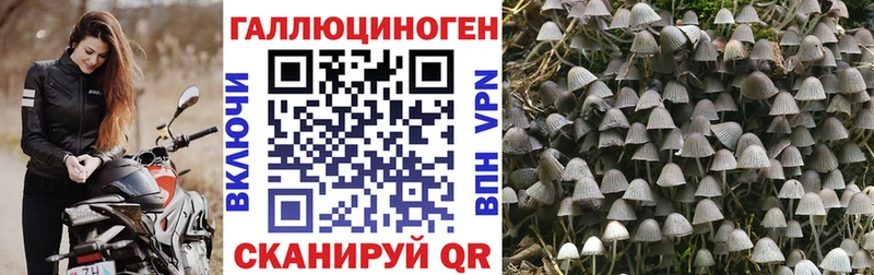 купить   Заволжье  Галлюциногенные грибы Psilocybe 